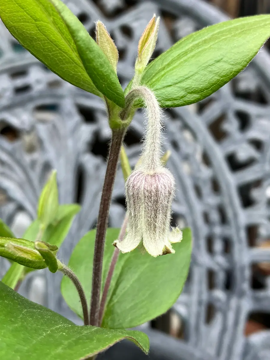 壺菫「クレマチス」のアルバム-みんなの趣味の園芸2178805
