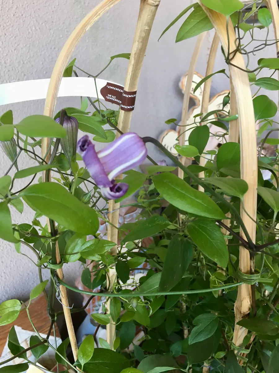 クレマチス　薫風 クレマチス 薫風