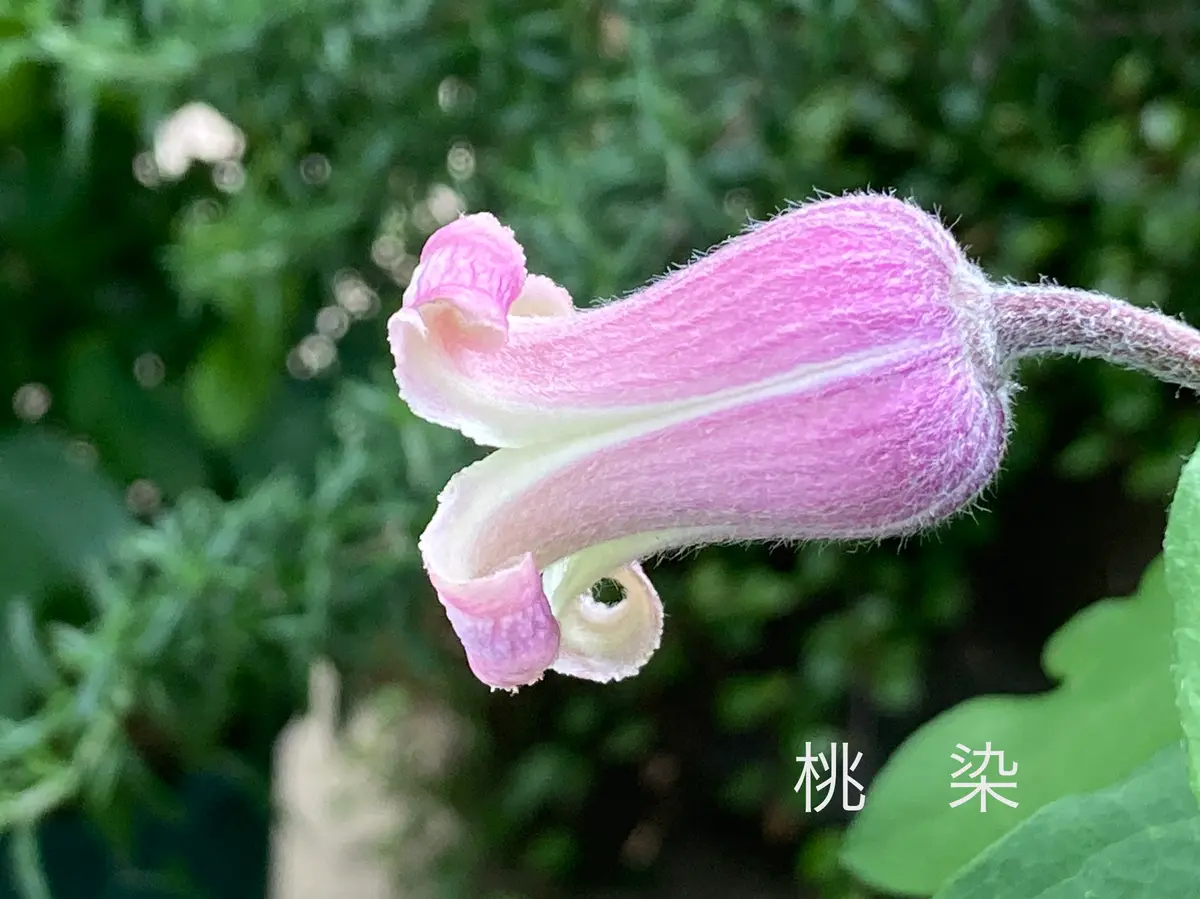 ☘️限定1株　未株分け☘️851【超多弁　正統派】クリスマスローズ 14793_1.jpg