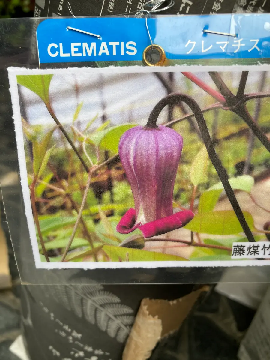 藤煤竹「クレマチス」のアルバム-みんなの趣味の園芸1220405