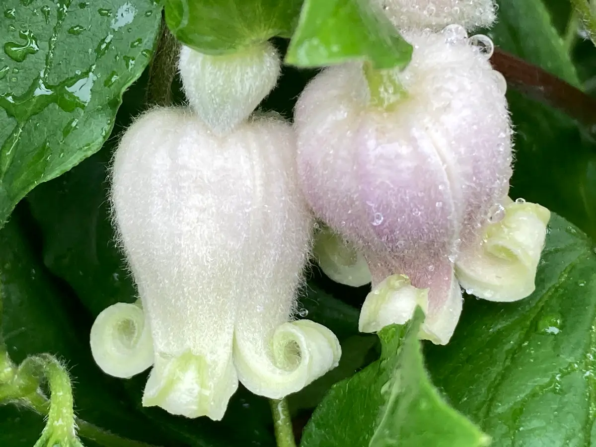 原種 モアフィールディ「クレマチス」のアルバム-みんなの趣味の園芸