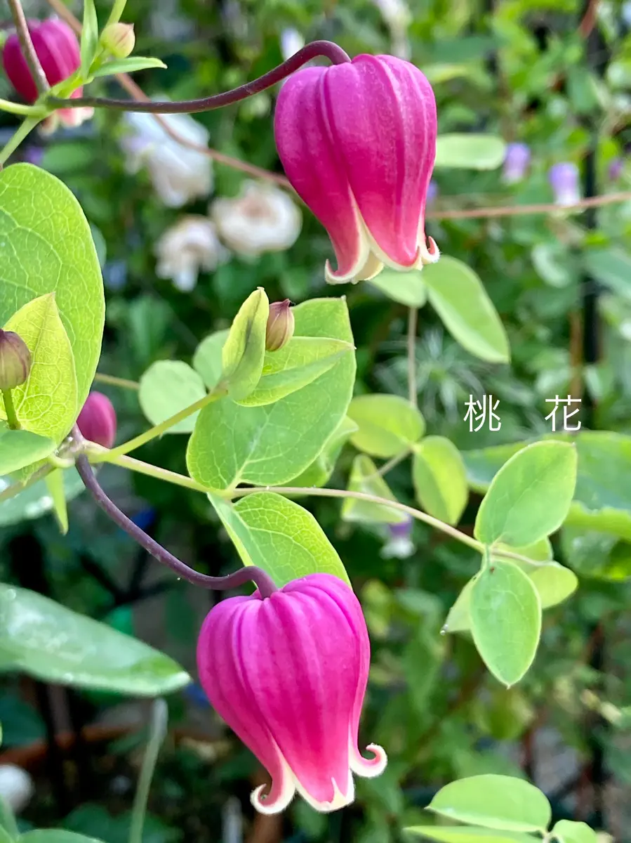 Jardin de Violettes | 竹間さんの新着 壷型クレマチス✨ 今季の