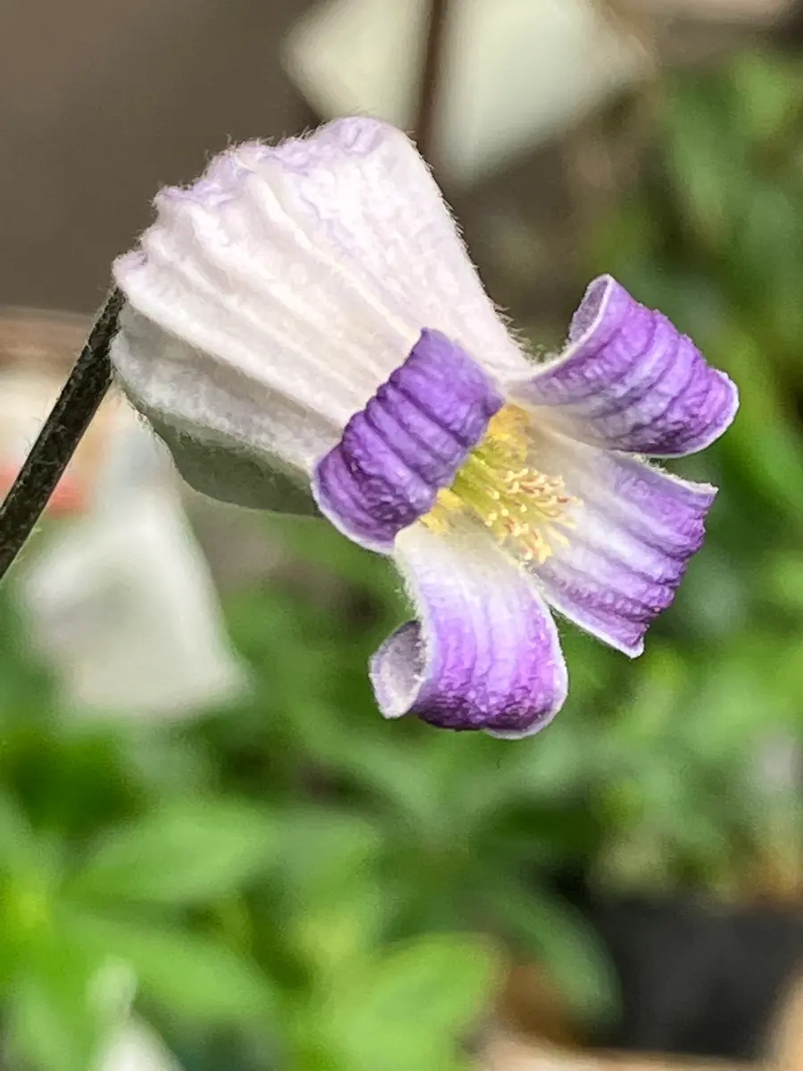 白菫「クレマチス」のアルバム-みんなの趣味の園芸1651170