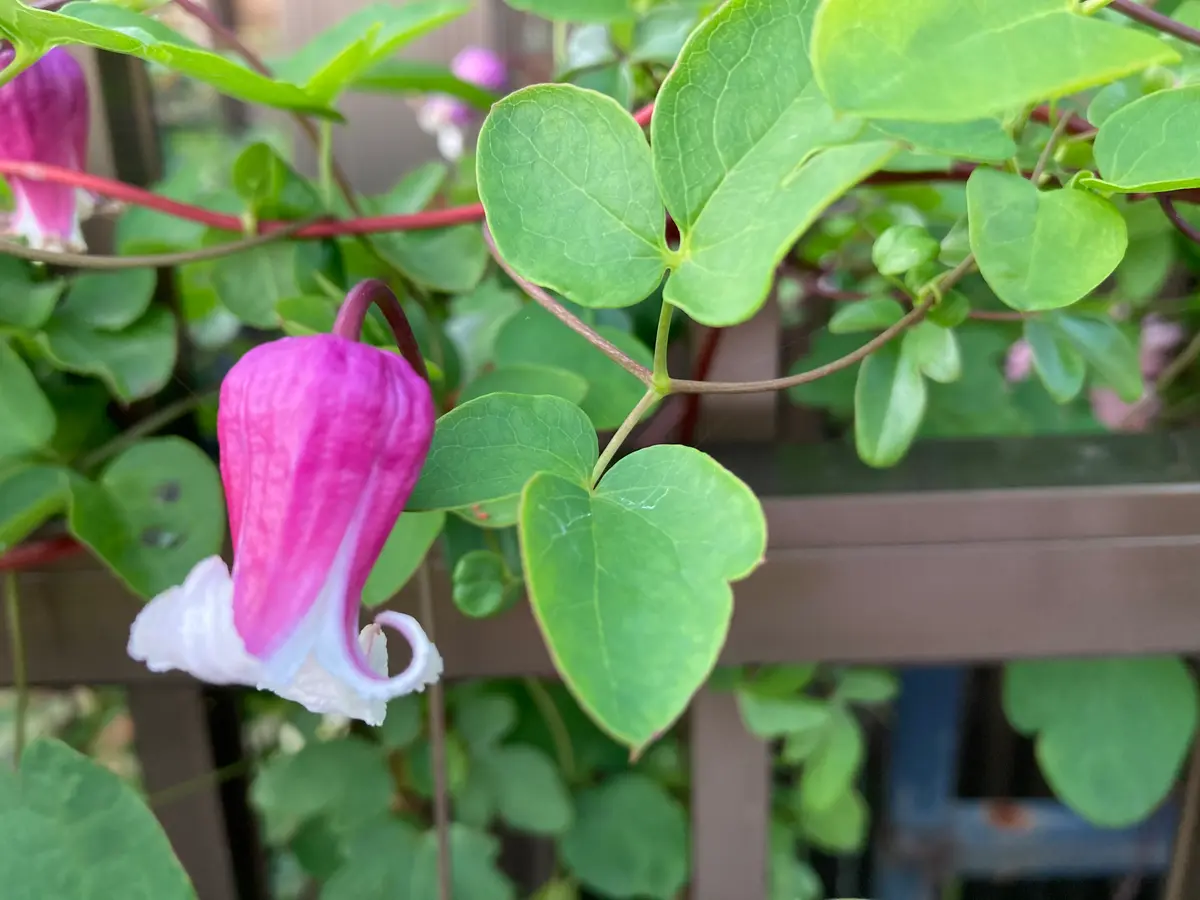 ❀希少❀　✿クレマチス　ストロベリーキッス✿ ストロベリーキッス「クレマチス」のアルバム-みんなの趣味の園芸1393014