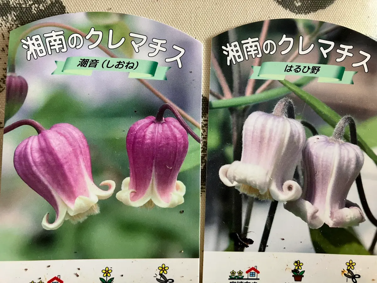 壺型クレマチス　レア　 正規品ラベル付き 壺型クレマチス ソネット ☆ 正規品ラベル付 - メルカリ