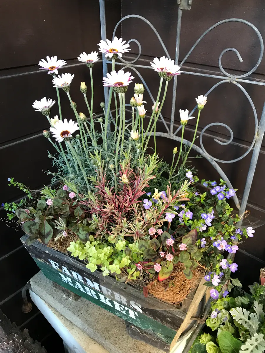 フリルパンジーとローダンセマムの寄せ植えバスケット ナチュラルなバスケット 小さなスペースにも飾れる 寄せ植え