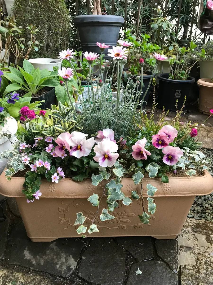ローダンセマム、大輪パンジーのピカソ「季節の寄せ植えと