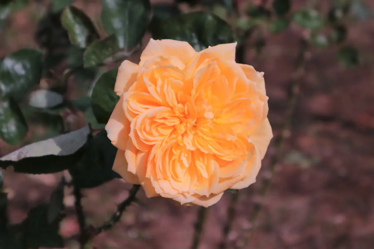 珍しい、オレンジ系のロゼット咲き～「薔薇のガーデン」のアルバム