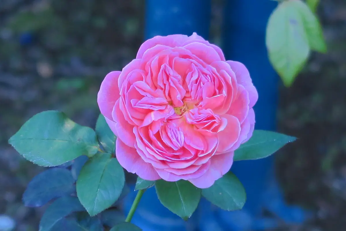花顔がとても整った、ロゼット咲きです～「薔薇のガーデン」の
