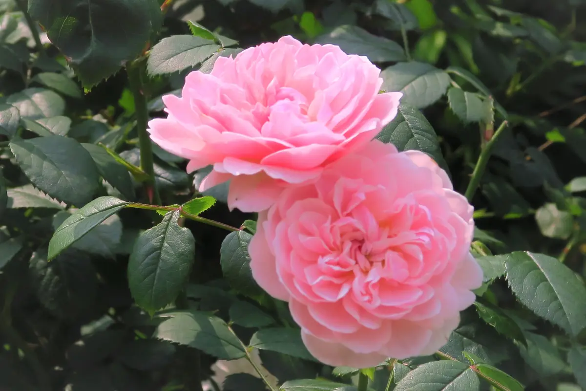 ロゼット咲きのピンクローズですね～「薔薇のガーデン」の