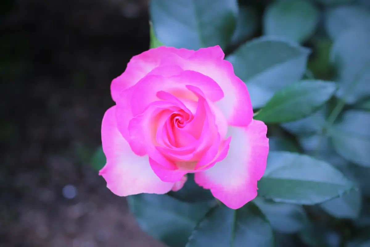 ホワイトに鮮やかな蛍光ピンク色でした～「薔薇のガーデン」のアルバム