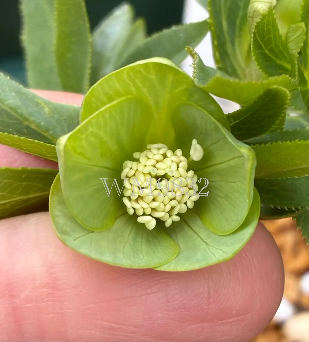 デュメトラムwm9832「クリスマスローズ」のアルバム-みんなの趣味の