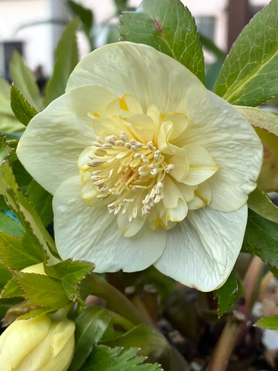 ゴールドsd「クリスマスローズ」のアルバム-みんなの趣味の園芸2603372