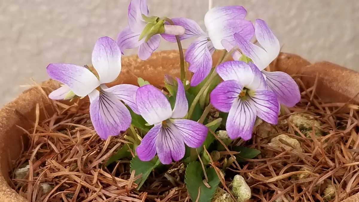 コスミレ(Violajaponica) スミレ科ス「ベランダのすみれ」の コスミレ(Violajaponica) スミレ科ス「ベランダのすみれ」の