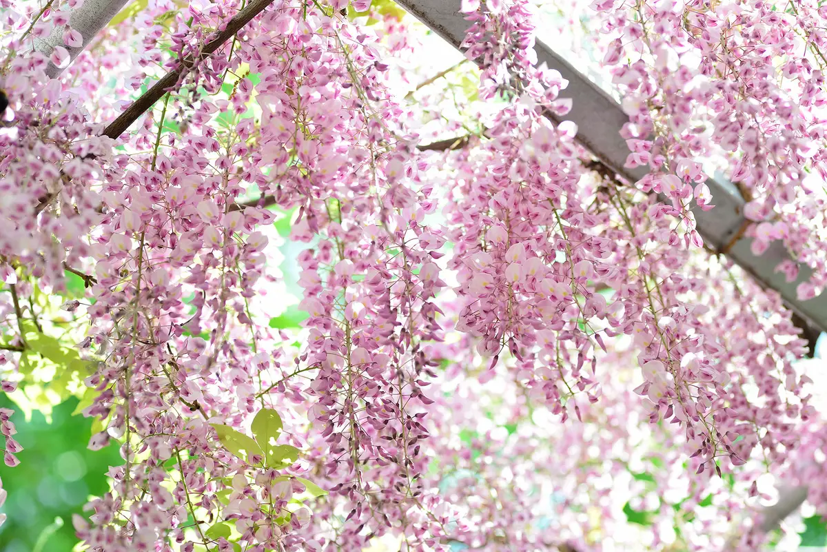 フジ（藤）の写真-みんなの趣味の園芸987806