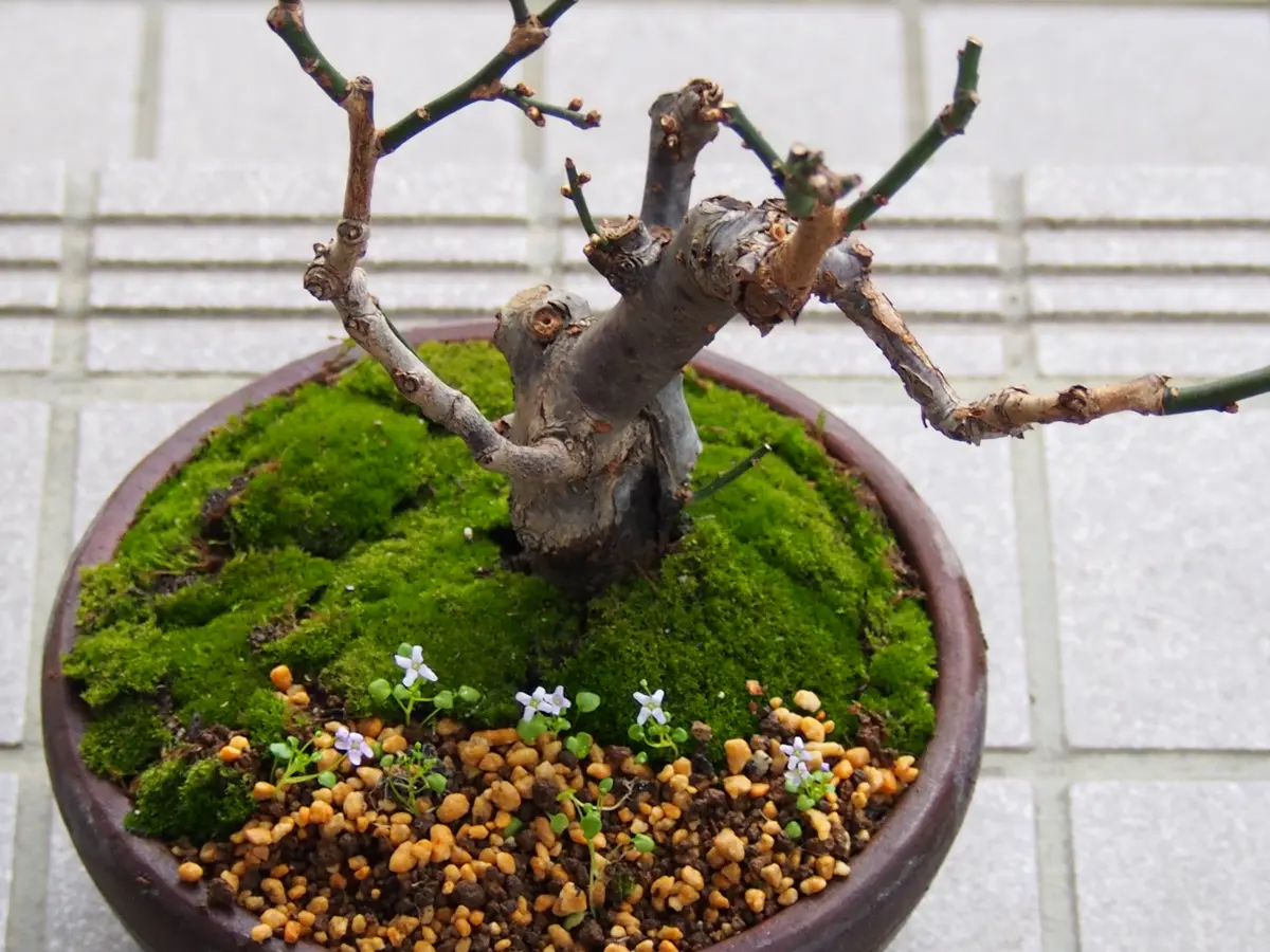 盆梅の鉢にアスファルトの苔を剥いで張「myミニ盆栽Ⅱ」のアルバム