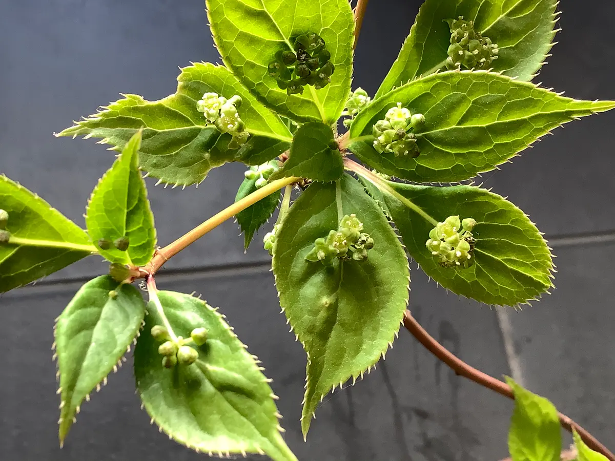 ハナイカダ(花筏)の雄花。「とりぴーの花だより」のアルバム-みんなの