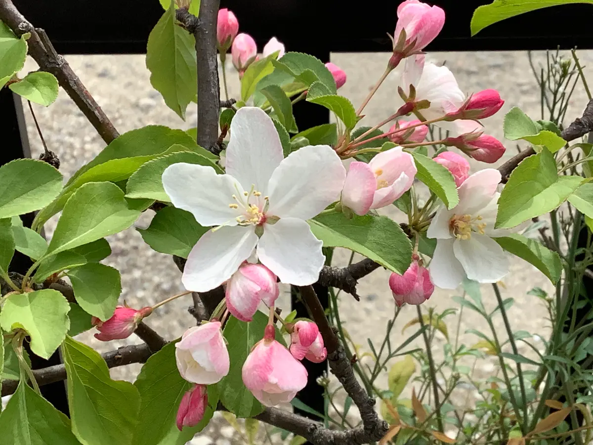 ミカイドウ（実海棠） 鉢植えのミ「とりぴーの花だより」のアルバム
