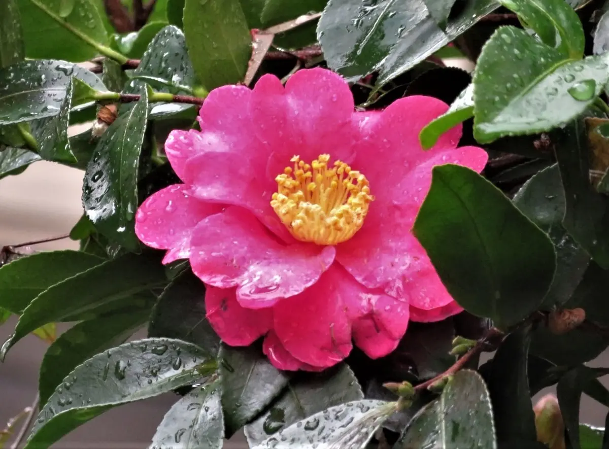 🌻庭先で咲くサザンカの花🔶塀の側に「🍂No.2我家の庭木