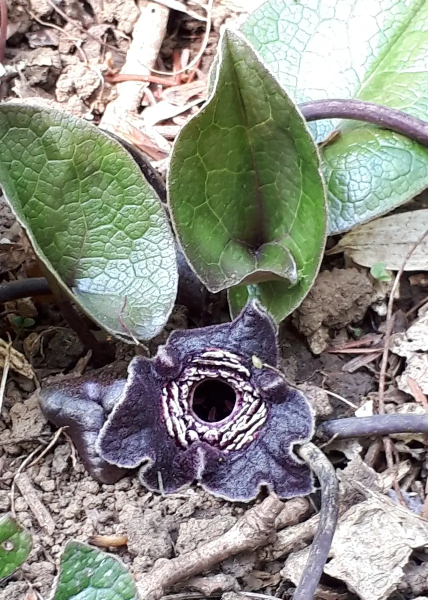 超高品質で人気の タマノカンアオイ(多摩の寒葵) ウマノ「山野草」のアルバム その他