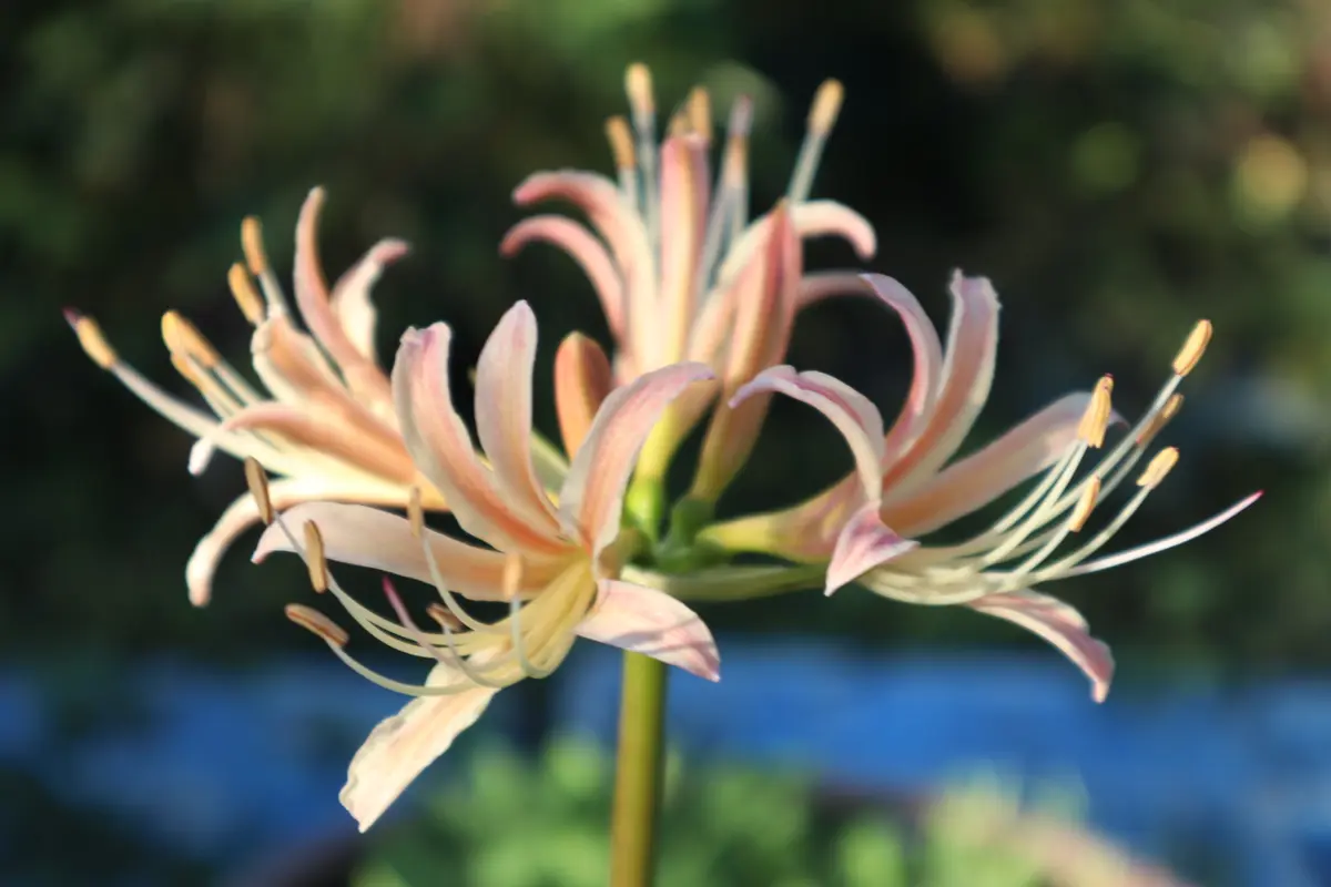 かにんがむページ☆リコリス　超レア　「アルビピンク」1球❣️ 楽天市場】リコリス アルビピンク 1球 : 千草園芸