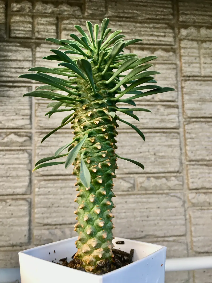蘇鉄キリン（パイナップルコーン)この「多肉植物」のアルバム