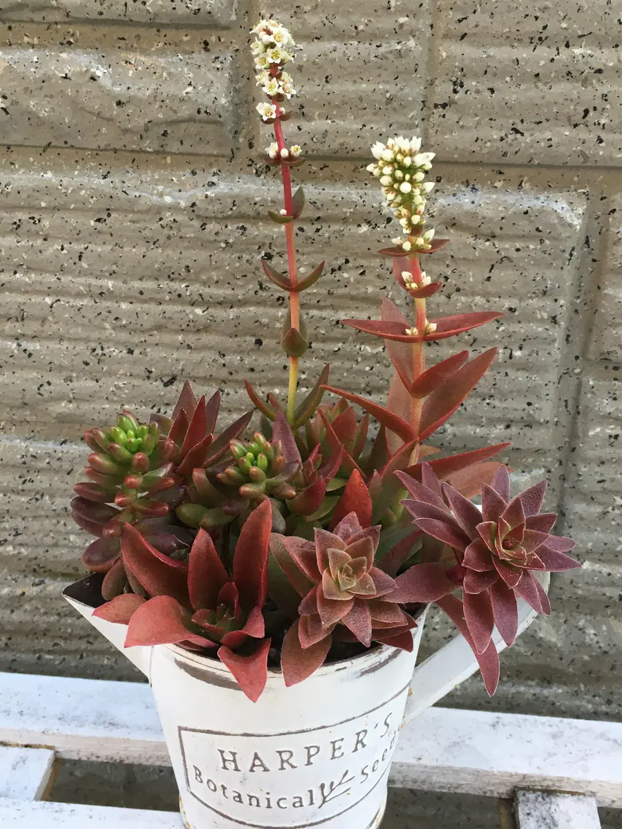 ちっちゃい寄せ植え火祭りの花が凛とし「多肉植物」のアルバム