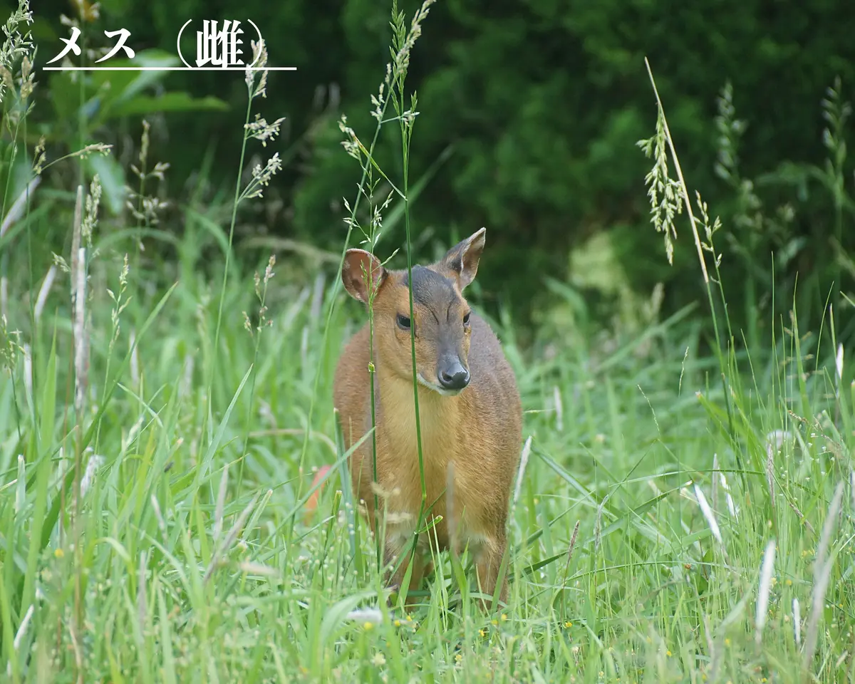 キョン（シカ科） メス（雌）ヤセイジ「鳥や動物・・山沿いや海沿い