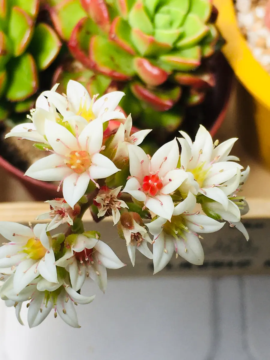 レディシアのお花とても綺麗です「多肉植物②」のアルバム-みんなの