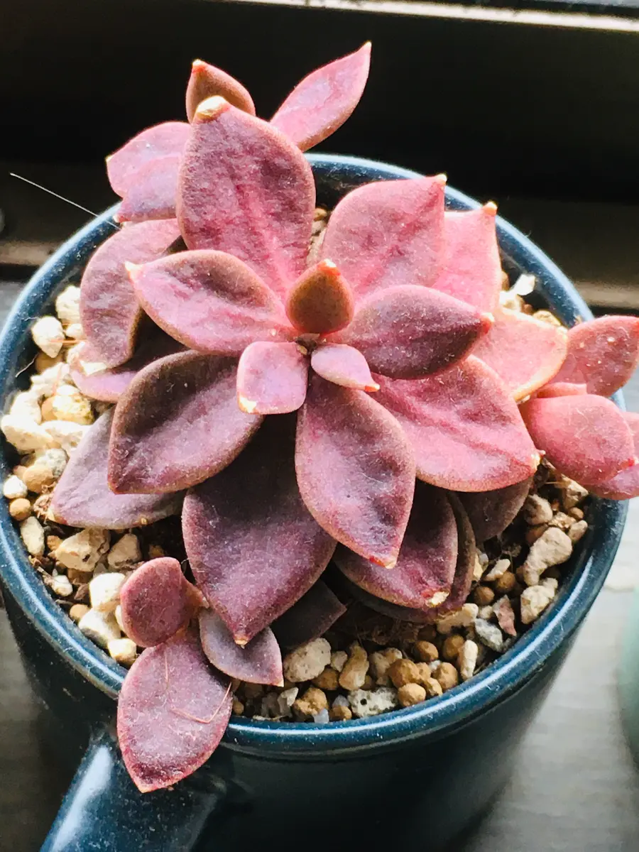 くらしを楽しむアイテム インディカ「多肉植物②」のアルバム-みんなの趣味の園芸1270054 その他