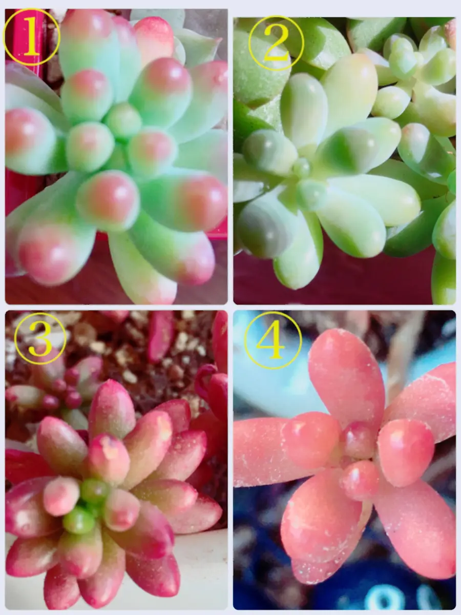 セダム編①乙女心②恋心③オーロラ④虹の玉「多肉植物②」の セダム編①乙女心②恋心③オーロラ④虹の玉「多肉植物②」の