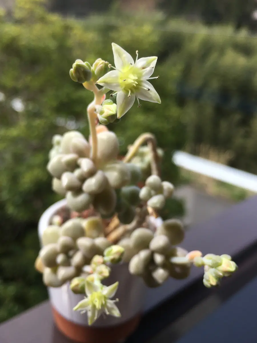 ダルマ秋麗花が咲きました「多肉植物②」のアルバム-みんなの