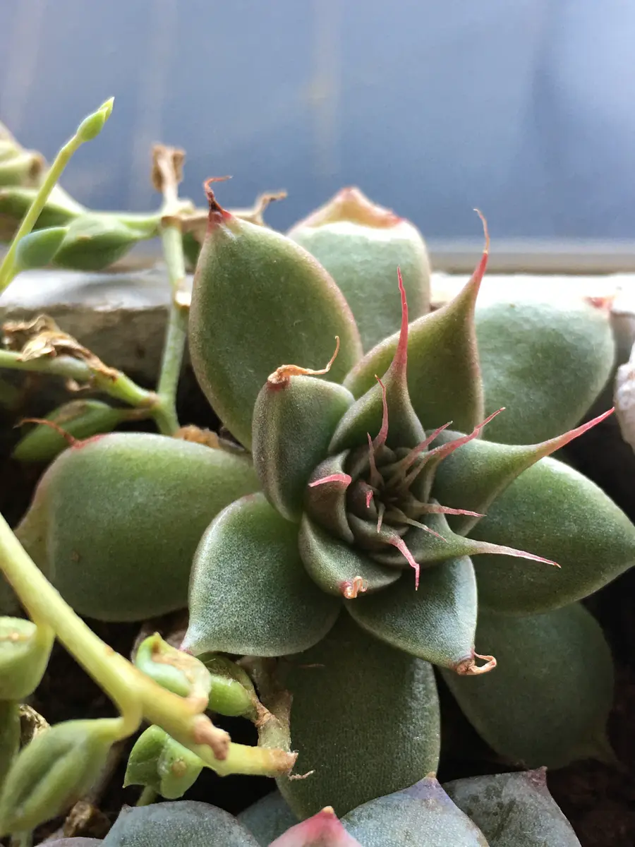 シルバースター「多肉植物②」のアルバム-みんなの趣味の園芸1537609