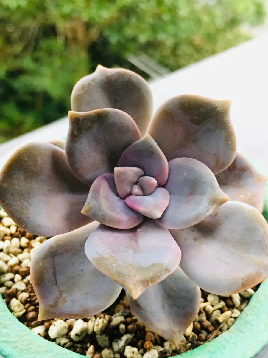 パープルディライト過酷な夏を乗り越え「多肉植物②」のアルバム