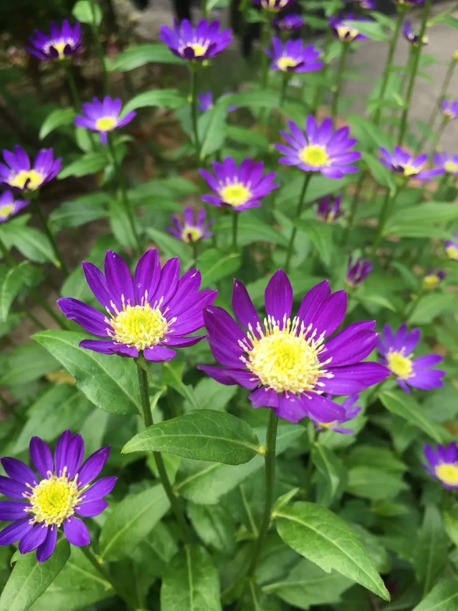 MAKOさま　都忘れ　確認用 MAKOさま都忘れ確認用