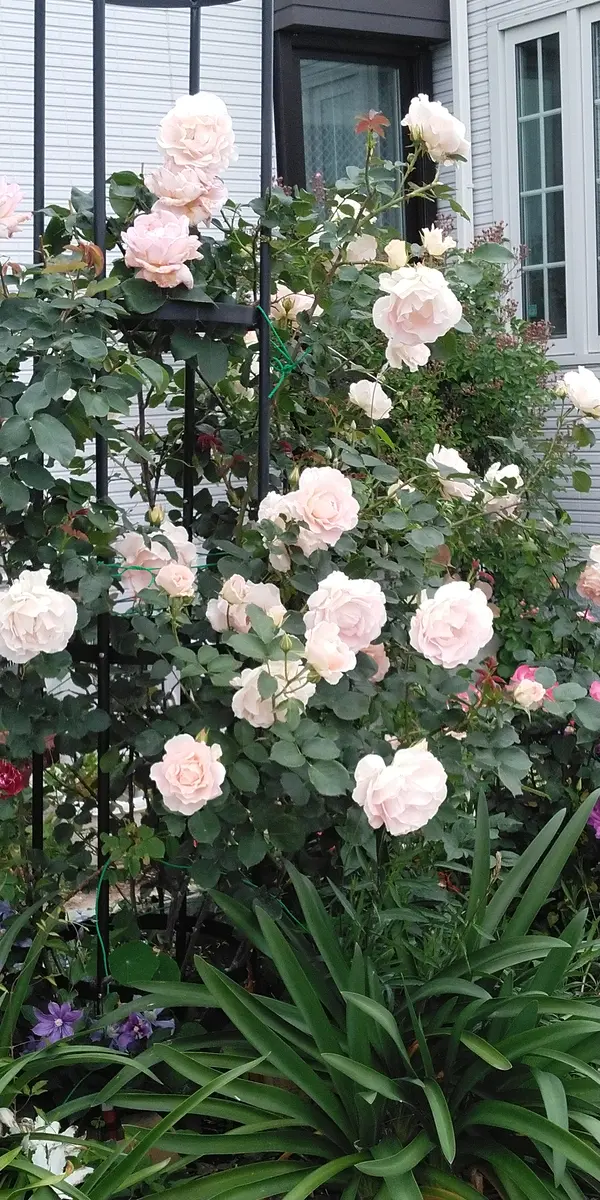 ロココがアーチにこぼれ落ちそうなほど「私の薔薇のガーデンです