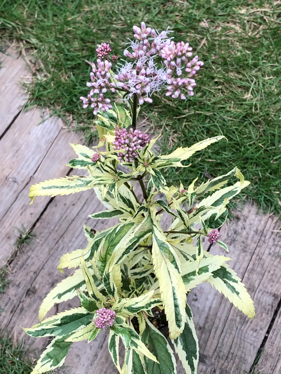斑入りフジバカマ地植えのフジバカマ&「庭にて No.1」の