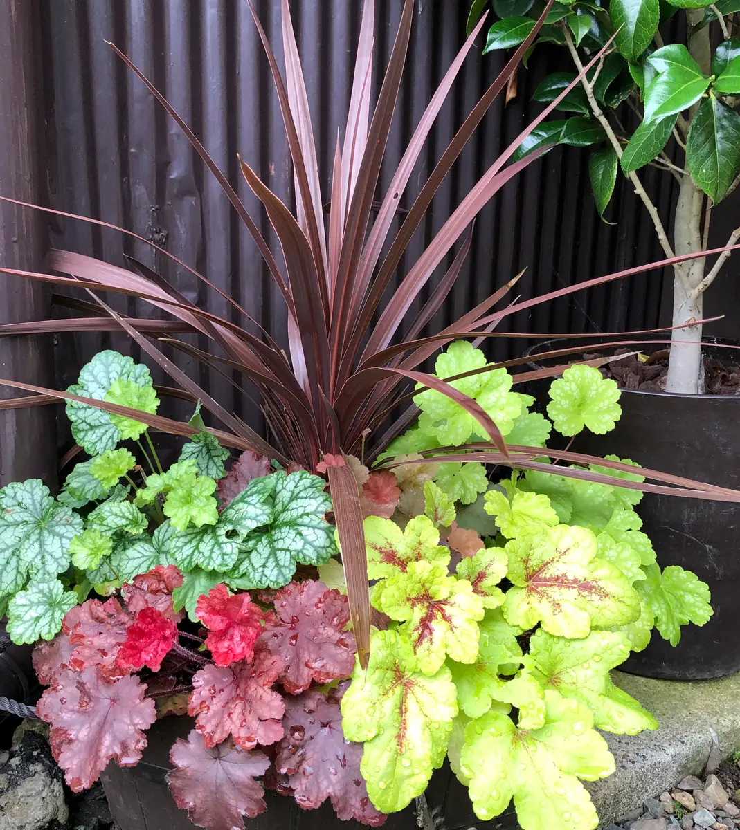 寄せ植え 花 コルジリネ ヒューケラ