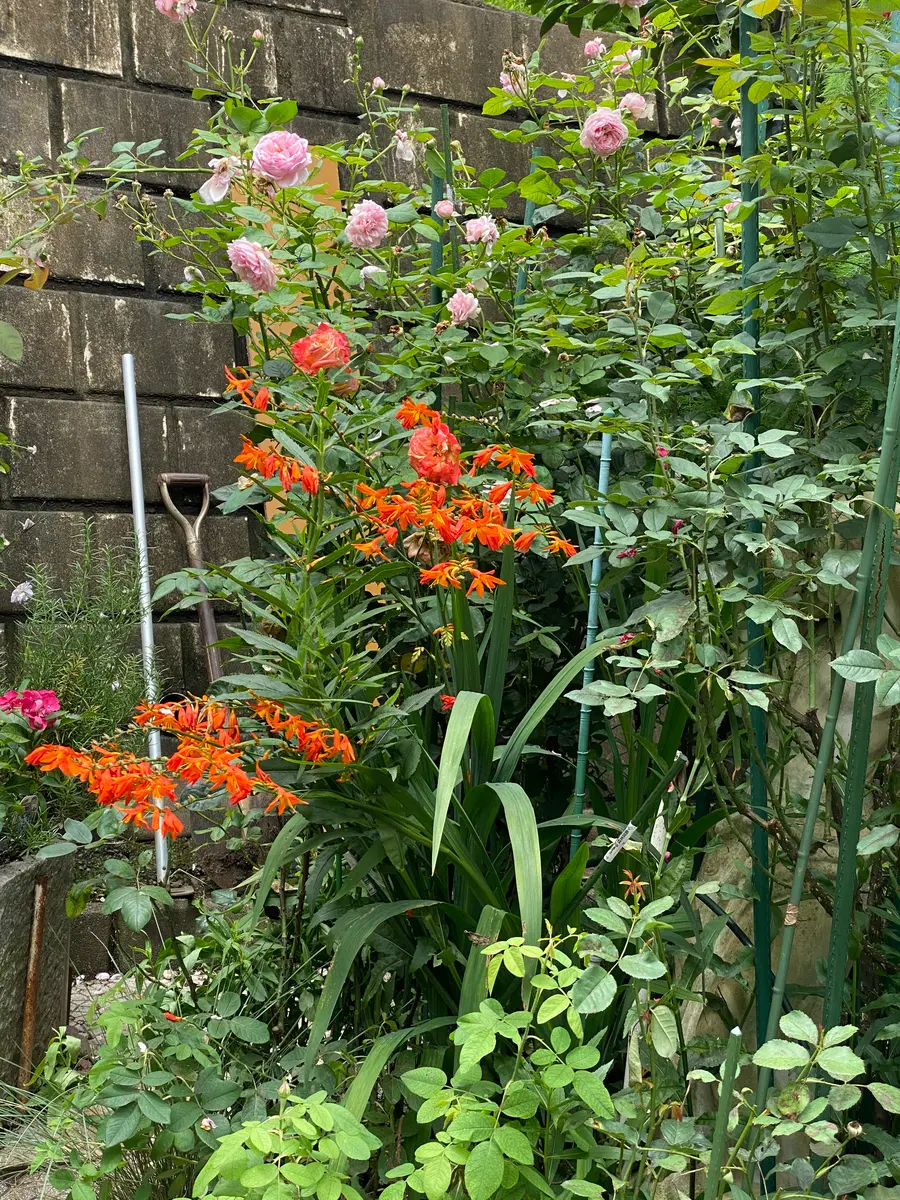 スズラン苗　ミミさん確認用 スズラン苗 ミミさん確認用 スズラン苗 ミミさん確認用 スズラン苗