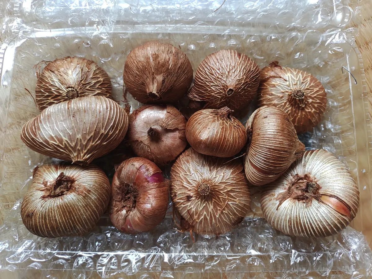 ワトソニアの球根を買いました😊「お花(*^^*)」のアルバム-みんなの