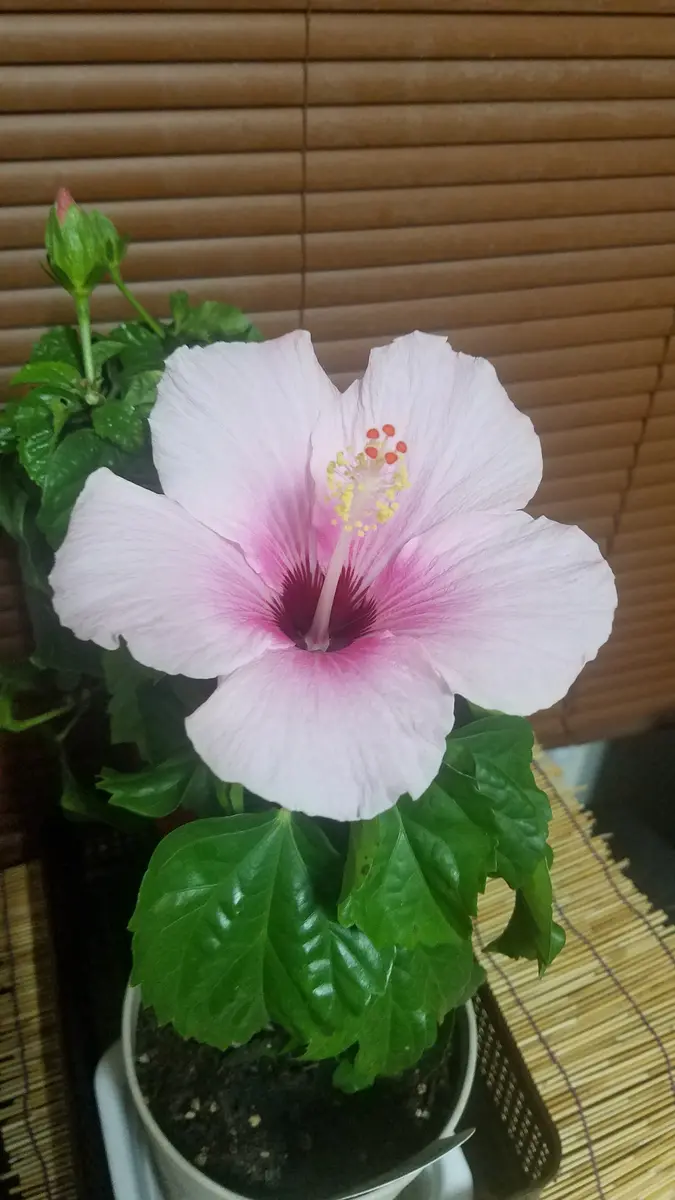 ハイビスカス様のお部屋 ハイビスカス🌺室内に入れたら咲きまし「青森で寒さに負けず 2021