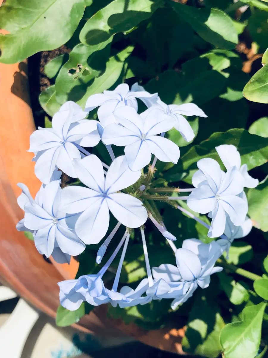 ルリマツリ　ブルペンバコ ルリマツリ Blue plumbago ※ 花言葉「いつも明るい」「密やかな