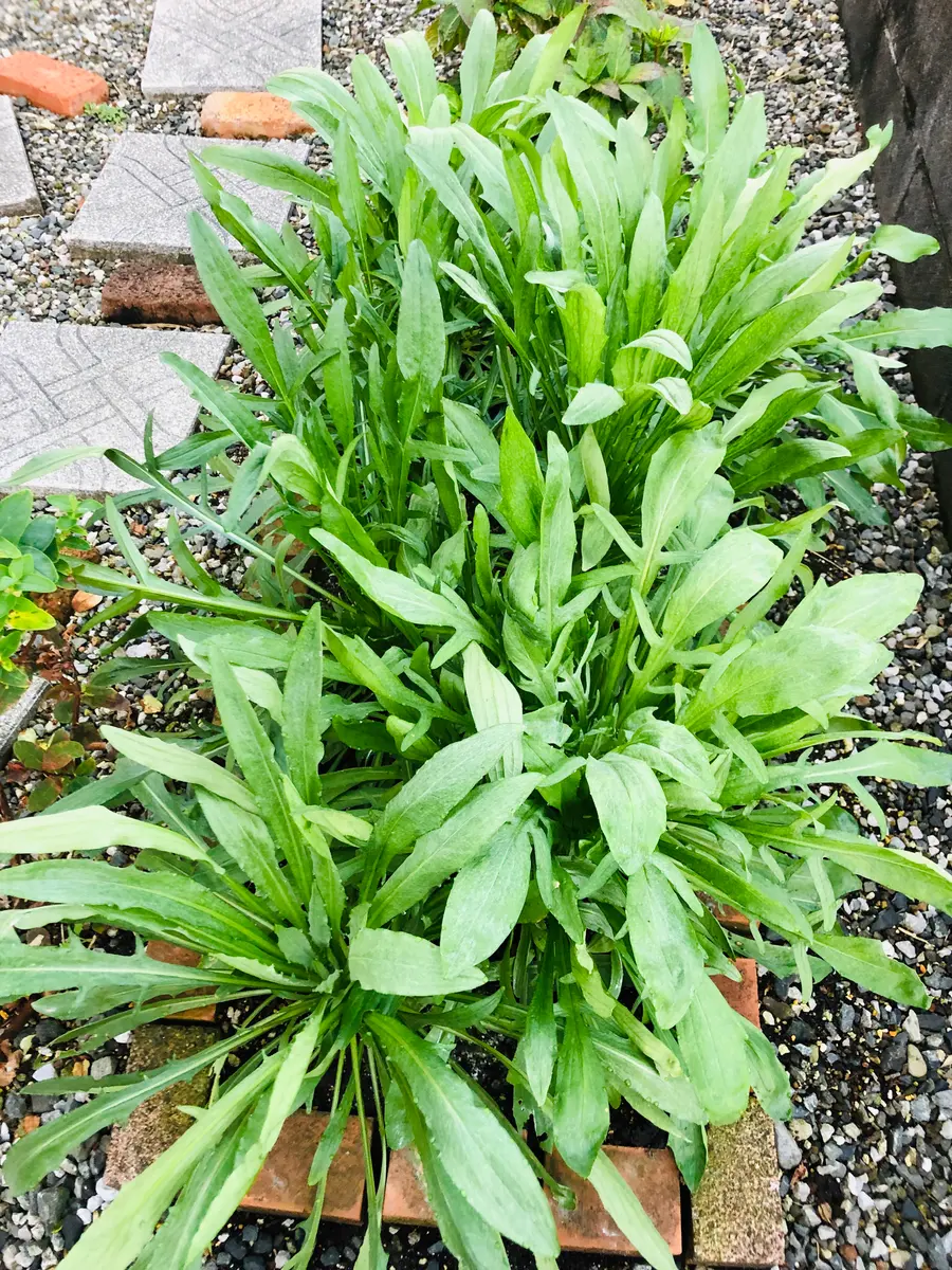 ♢矢車草ページです♢ 11/20矢車草ミニ花壇に密植したので、「庭に咲く花Season4