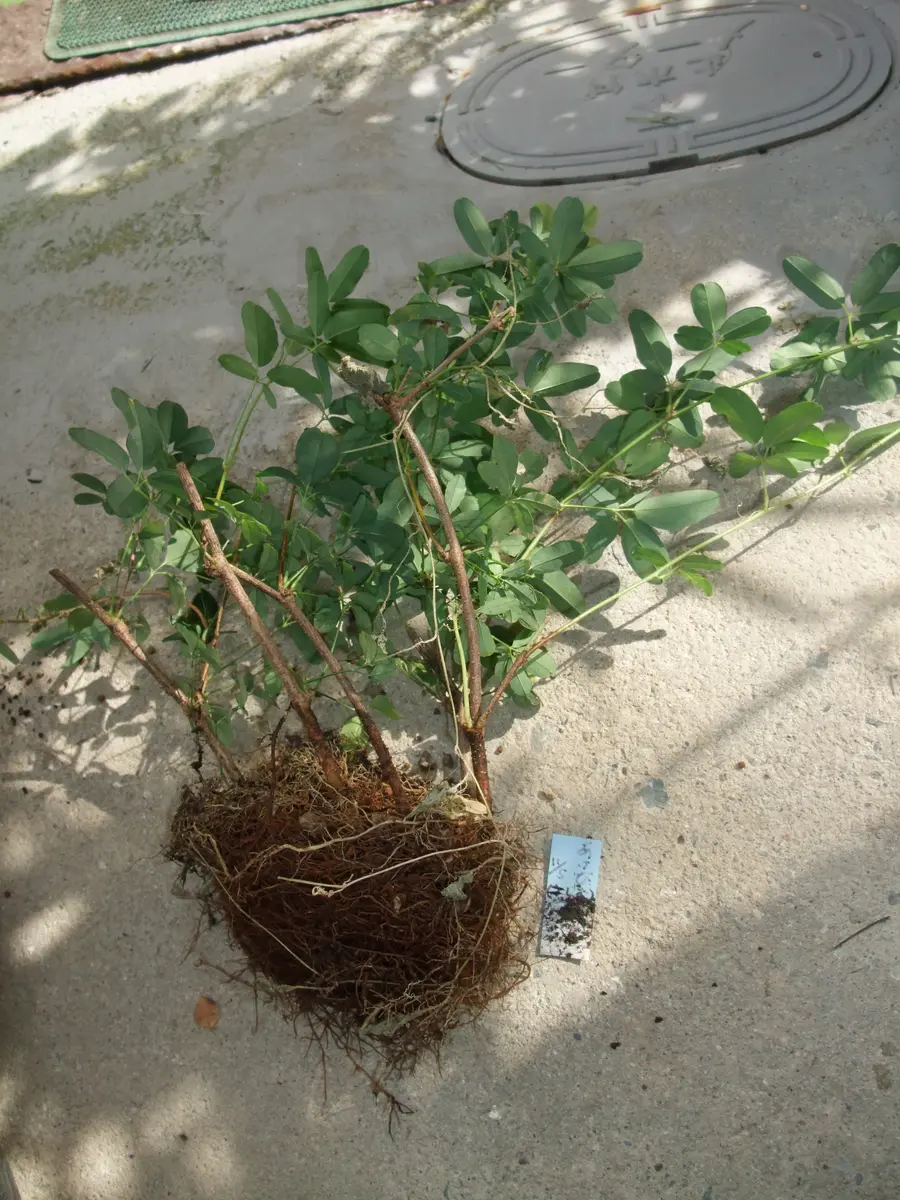 アケビの鉢上げ 挿し木苗から発根「あけび歴40年のアルバム」の