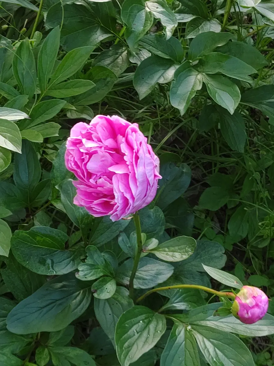 面影〜芍薬とダリアの花籠〜 シャクヤク 花籠「moishi植物」のアルバム-みんなの趣味の園芸1666276