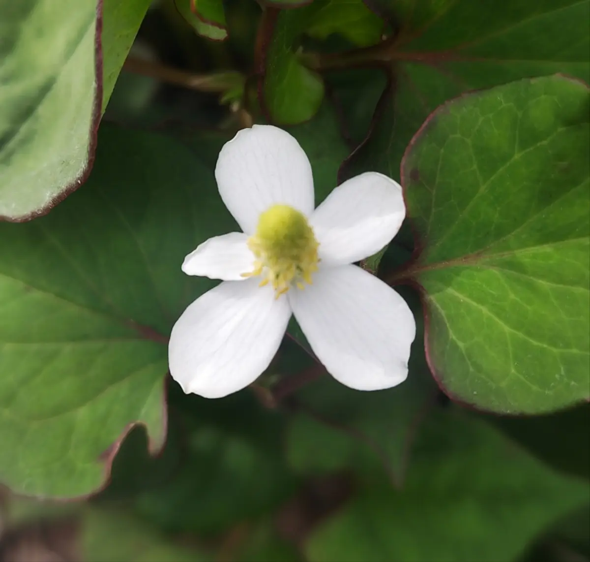 ドクダミ花びら5枚「moishi植物」のアルバム-みんなの趣味の園芸2220963