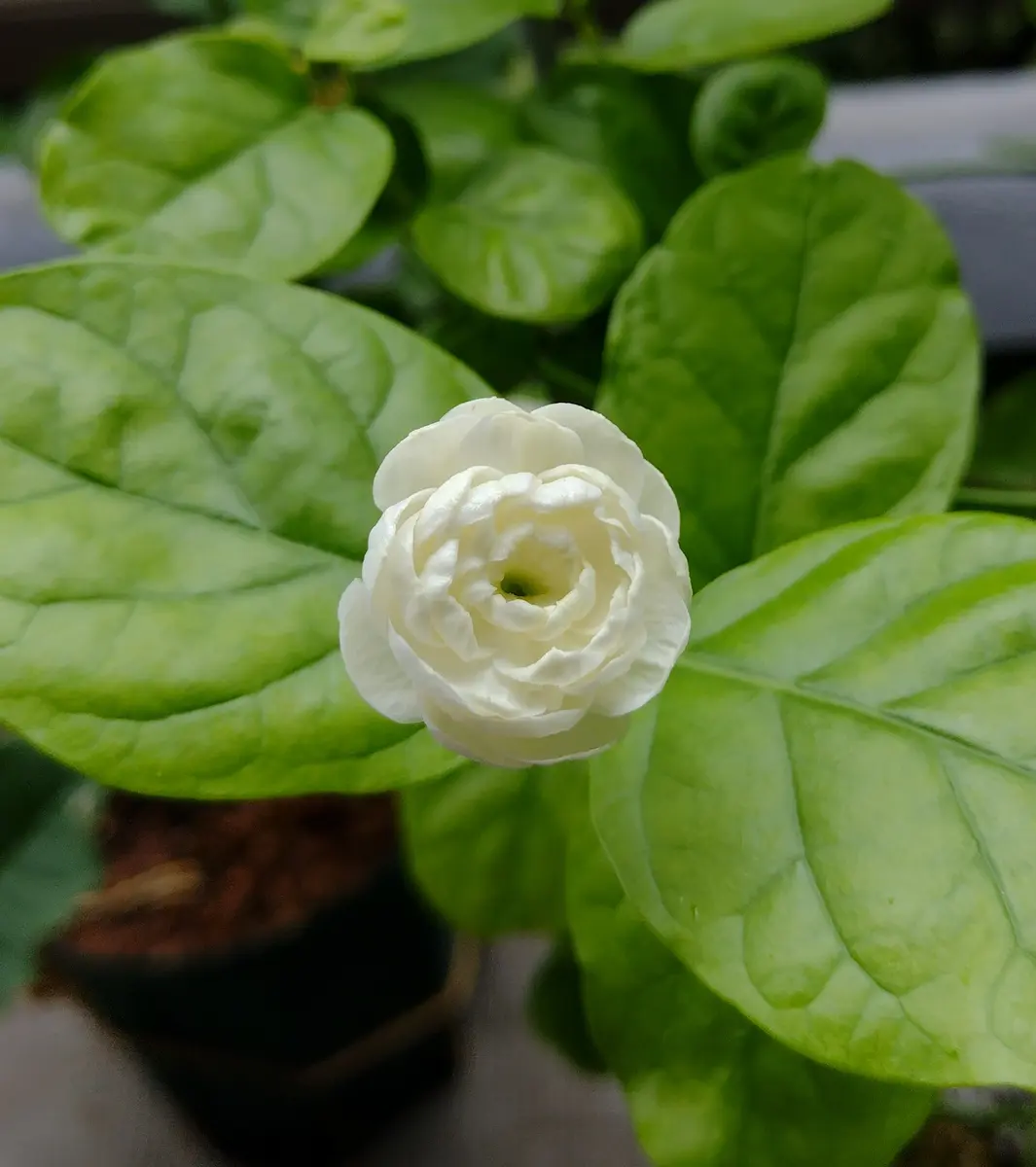 ピカケ様ページ （ハワイ産】プルメリア Singapore White 5号pot 発 
