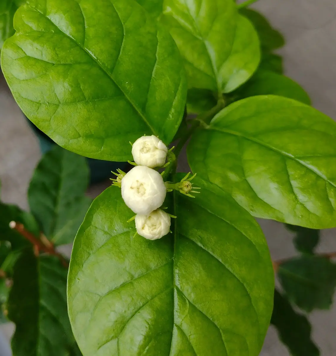 ピカケ様ページ （蕾がたくさん?ピカケ「野菜・果樹以外の花、芽」の 