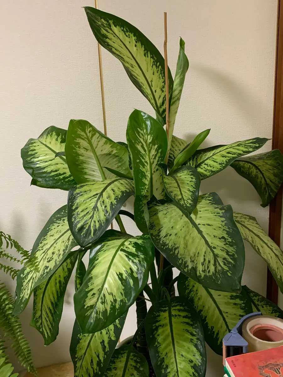 ディフェンバキアトロピックスノー「ジャングル部屋」のアルバム