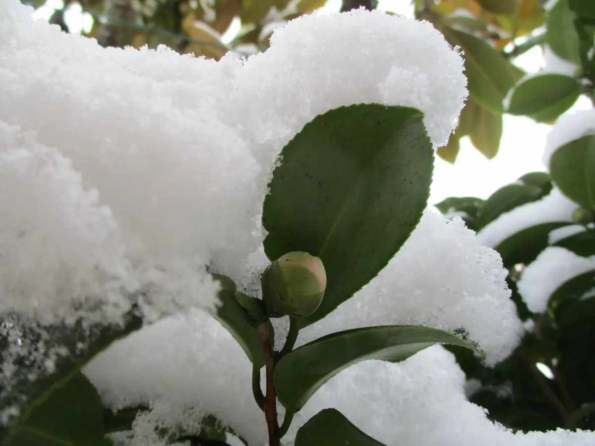 花と雪景色 今朝は久々の雪景色となりました。まだ...「四季折々の景色や花～🏡  &#039;19.11.~&#039;20.3」のアルバム-みんなの趣味の園芸1000018